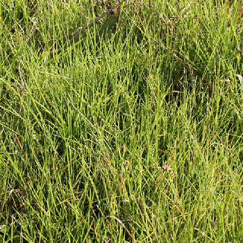 Annual ryegrasspng